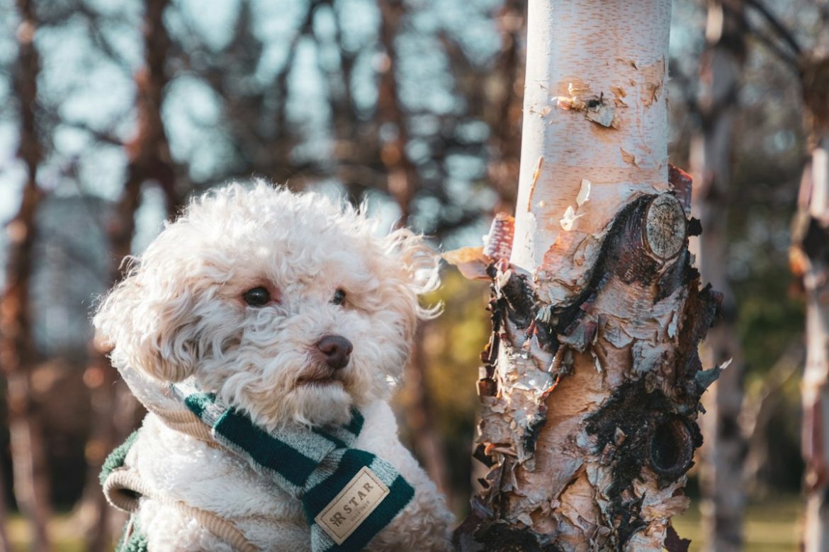 How to Measure Your Dog’s Neck at Home Before Ordering a Dog Bandana
