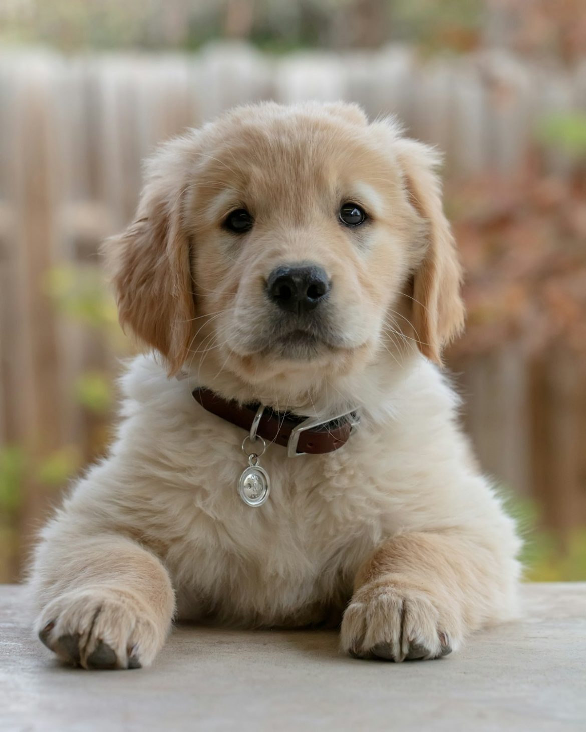 Puppy Class Questions: Choosing a First Dog Collar Your Pup Will Wear to Training