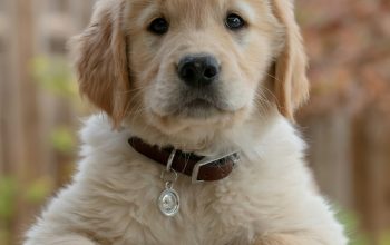 Dog wearing a collar