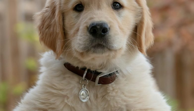 Dog wearing a collar